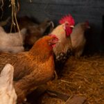 URGENCE SIGNALÉE – arrêté préfectoral influenza aviaire hautement pathogène dans la faune sauvage