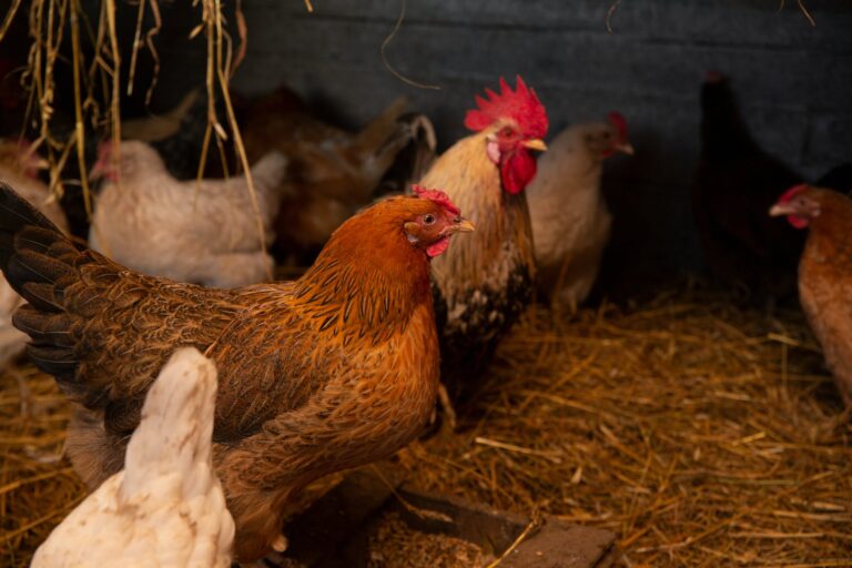 URGENCE SIGNALÉE – arrêté préfectoral influenza aviaire hautement pathogène dans la faune sauvage
